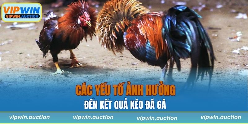 Các yếu tố ảnh hưởng đến kết quả kèo đá gà 