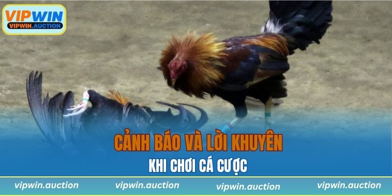 Cảnh báo và lời khuyên khi chơi cá cược 